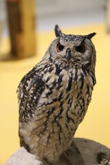 great horned owl