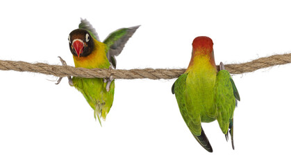 Cute pair of Lovebirds aka Agapornis, hanging on a rope. Showing back and belly. Isolated cutout on a transparent background.