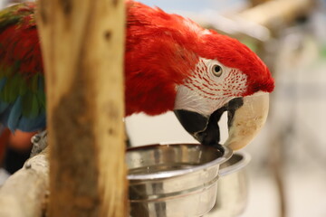 red and yellow macaw