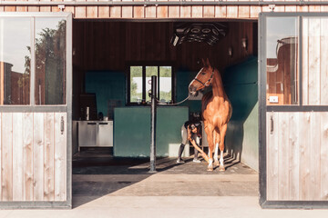 female horse caretaker grooming horse in stable using a brush to clean the horse's coat and legs - attention and tenderness of caretaker for horse - sense of trust and affection with animal  - obrazy, fototapety, plakaty
