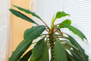 Euphorbia leuconeura Madagascar jewel - grows in a pot indoors near a window