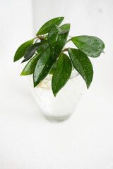 plant in a glass vase
