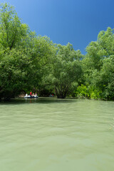 cypresses in the lake
