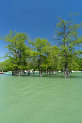 cypresses in the lake

