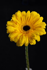 yellow gerbera
