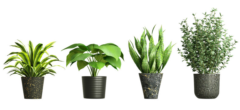 House plants in pot decorative interior cut out backgrounds 3d rendering png file