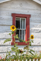 Romantic chabby chic summer in the garden photo of happy yellow sunflowers growing in the front flowerbed garden of an old white wooden building with red trimmed windows.