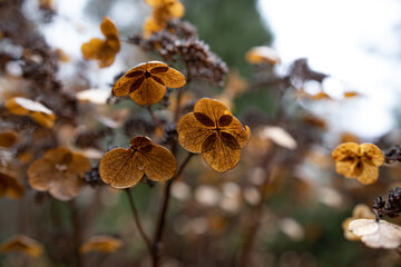 brązowe kwiaty hortensji