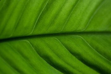 zielony liść - obrazy, fototapety, plakaty