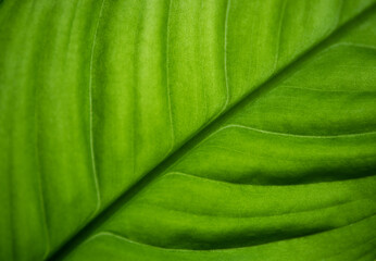 zielony liść - obrazy, fototapety, plakaty