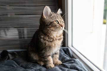 portrait of a bristish short hair kitten