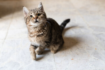 portrait of a bristish short hair kitten