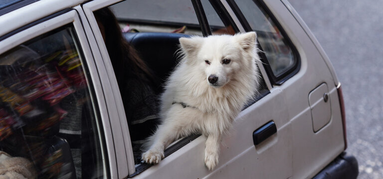 A dog travelling in a car dog care image