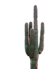 Crédence en verre imprimé Arizona Cactus isolated on white background