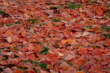 Maple leaves covered in frost. leaves in late fall or early winter under the snow.