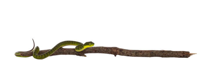 Brown spotted green pitviper or pit viper, on wooden branch. High detail. Isolated cutout on transparent background.