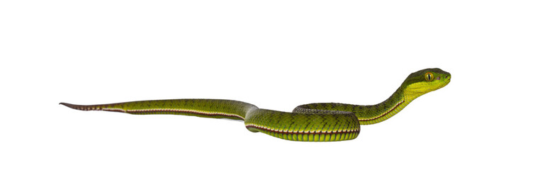 Brown spotted green baby pitviper or pit viper moving side ways. High detail. Isolated cutout on transparent background.