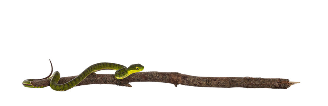 Brown spotted green pitviper or pit viper, on wooden branch. High detail. Isolated cutout on transparent background.