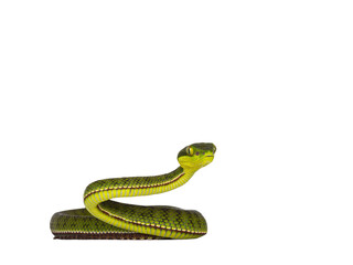 Brown spotted green pitviper or pit viper, curled up with head high. High detail. Looking towards...