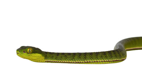 Close up of brown spotted green pitviper or pit viper, moving side ways. High detail. Isolated cutout on transparent background.