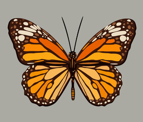 Vector illustration of monarch butterfly. Isolated on grey background. Exotic bright insect.