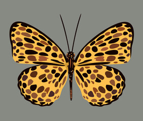 Vector illustration of yellow butterfly with dark spots. Isolated on grey background. Exotic bright insect.