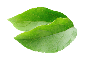 Two apple tree leaves cut out, no background