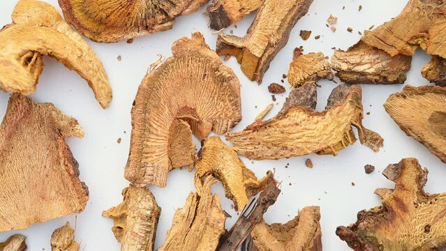 top view herb HuZhang or Polygoni Cuspidati Rhizoma et Radix or Giant Knotweed Root rotating