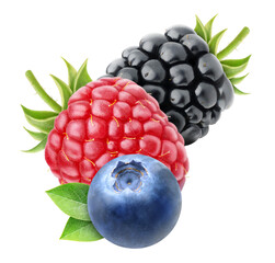 Fresh berries (blueberry, raspberry and blackberry) cut out