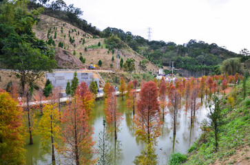 Colorful winter Bald Cypress Turning Red In Autumn At A Beautiful Garden In Sanwan, Miaoli, Taiwan