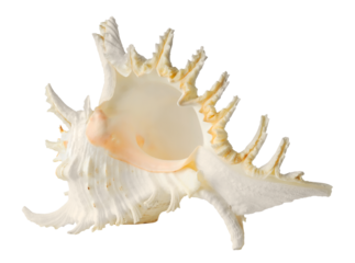 Big white tropical shell cut out