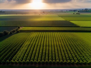 Fototapeta premium Aerial view of acres of farmland.