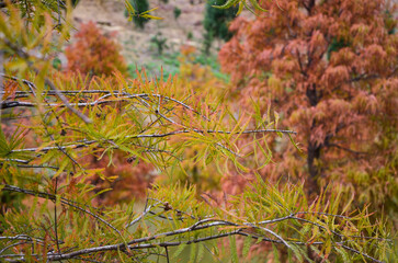 Colorful winter Bald Cypress Turning Red In Autumn At A Beautiful Garden In Sanwan, Miaoli, Taiwan