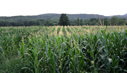 Rows in a corn field. A hill in the distance. Summer, evening