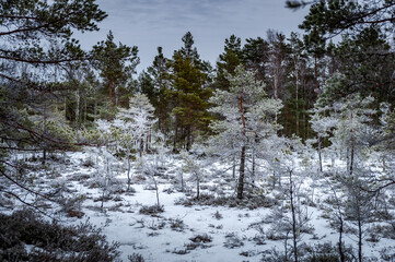 Jalase nature trail pass through swamp landscape with frosty trees on a January day. Bog hiking trail in Jalase Landscape Reserve, Estonia.