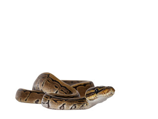 Pinstripe ballpython snake aka Python regius, moving towards camera. Detailed head facing camera....