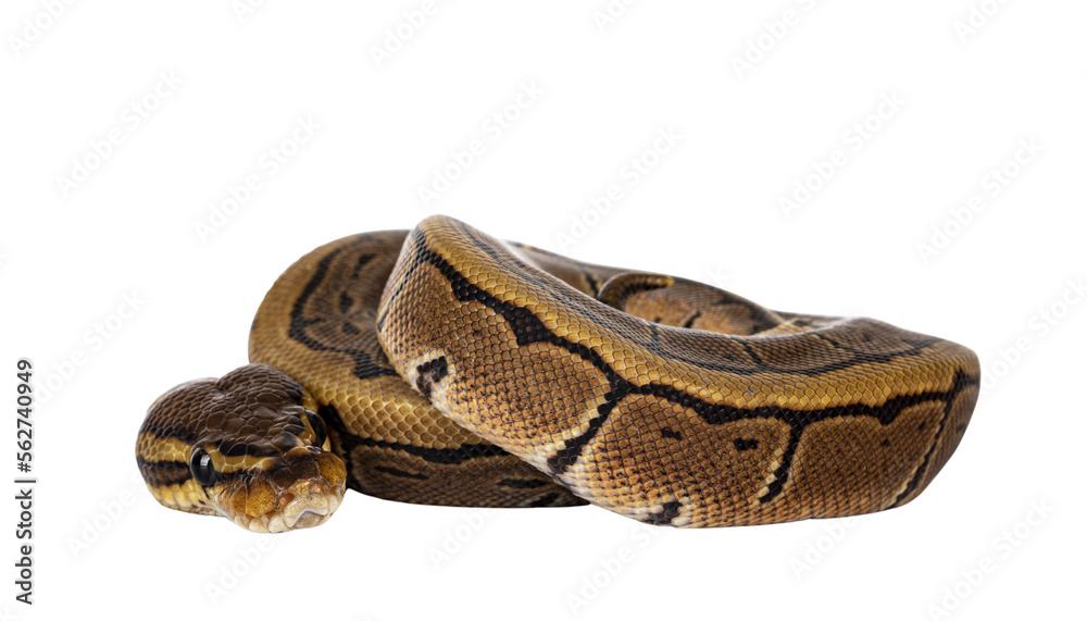 Aufkleber pinstripe ballpython snake aka python regius, curled up. detailed head facing camera. isolated cutou