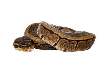 Pinstripe ballpython snake aka Python regius, curled up. Detailed head facing camera. Isolated cutout on transparent background.