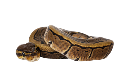 Pinstripe ballpython snake aka Python regius, curled up. Detailed head facing camera. Isolated cutout on transparent background.