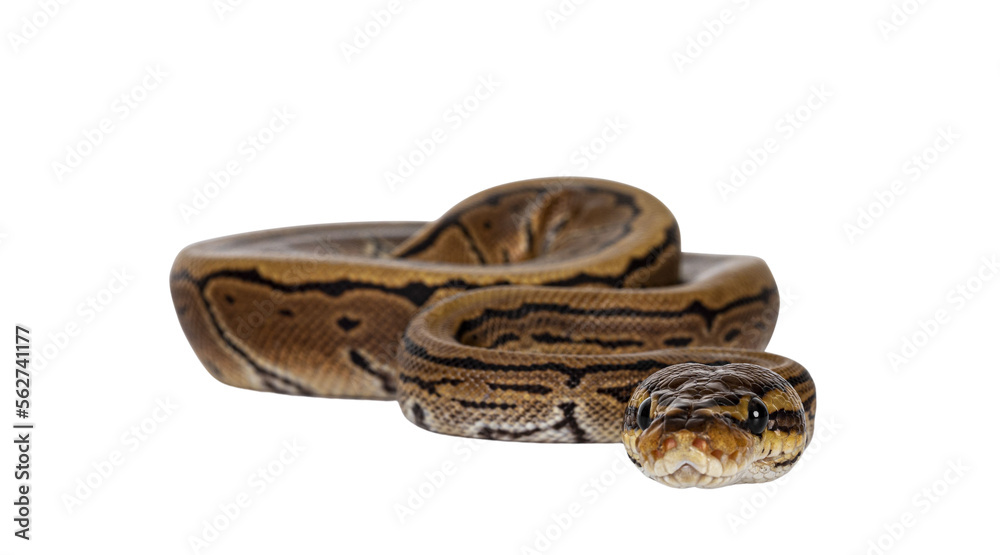 Poster Pinstripe ballpython snake aka Python regius, moving towards camera. Detailed head facing camera, showing both eyes. Isolated cutout on transparent background.