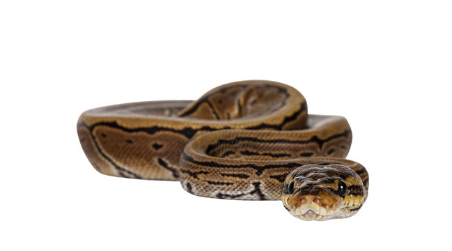 Pinstripe ballpython snake aka Python regius, moving towards camera. Detailed head facing camera, showing both eyes. Isolated cutout on transparent background.