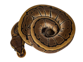 Top view of pinstripe ballpython snake aka Python regius, all curled up. Facing camera, showing both eyes. Isolated cutout on transparent background.