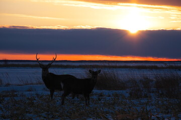 Ezo deer in the sunset Todowara on the Notsuke Peninsula in Hokkaido