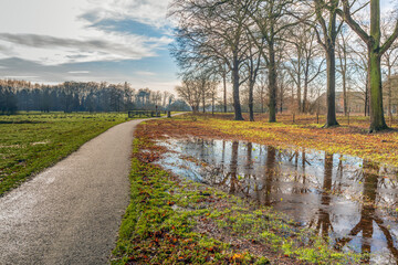 Bare beech tree silhouettes reflecting in the water and ice surface of a puddle after heavy rain. The photo was taken on an winter morning in the Markdal nature reserve near the Dutch city of Breda.
