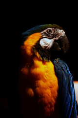 a colorful parrot
