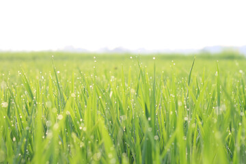 Natural photo of rice plants plastered with dewdrops in the morning.