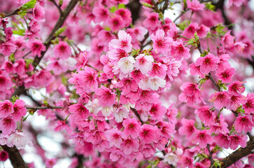 Cherry blossoms in full bloom.