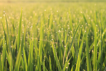 Photo of spiders and their nests in rice plants.
