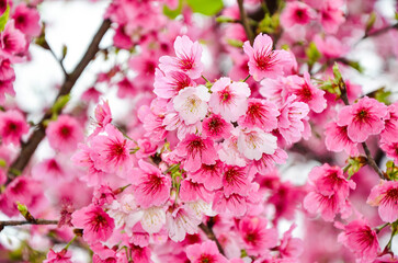 Cherry blossoms in full bloom.