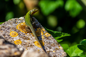 lizard on a rock
